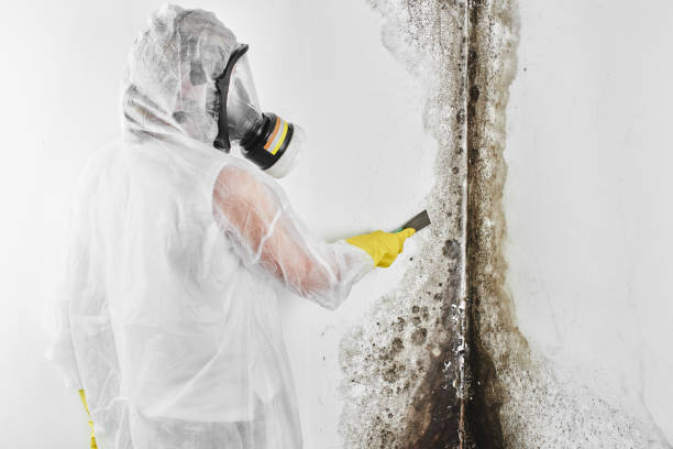 Mold Removal for HVAC Installations in Bremen, OH